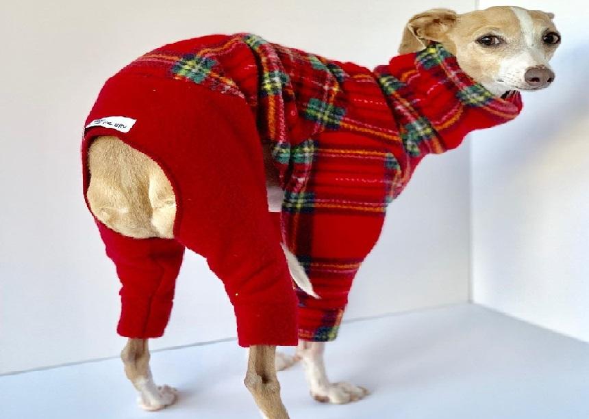 Sighthound Margaret is a popular ‘supermodel’ for four-legged fashion