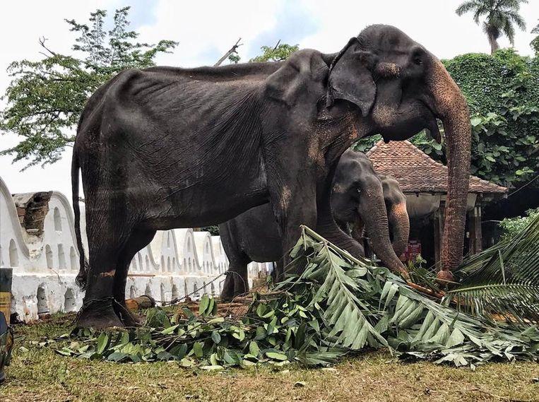 After storm of protest: emaciated elephant no longer has to walk in parade in Sri Lanka