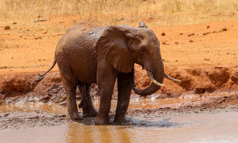 Flood affects wildlife park in Kenya: at least 7 dead, including tourists