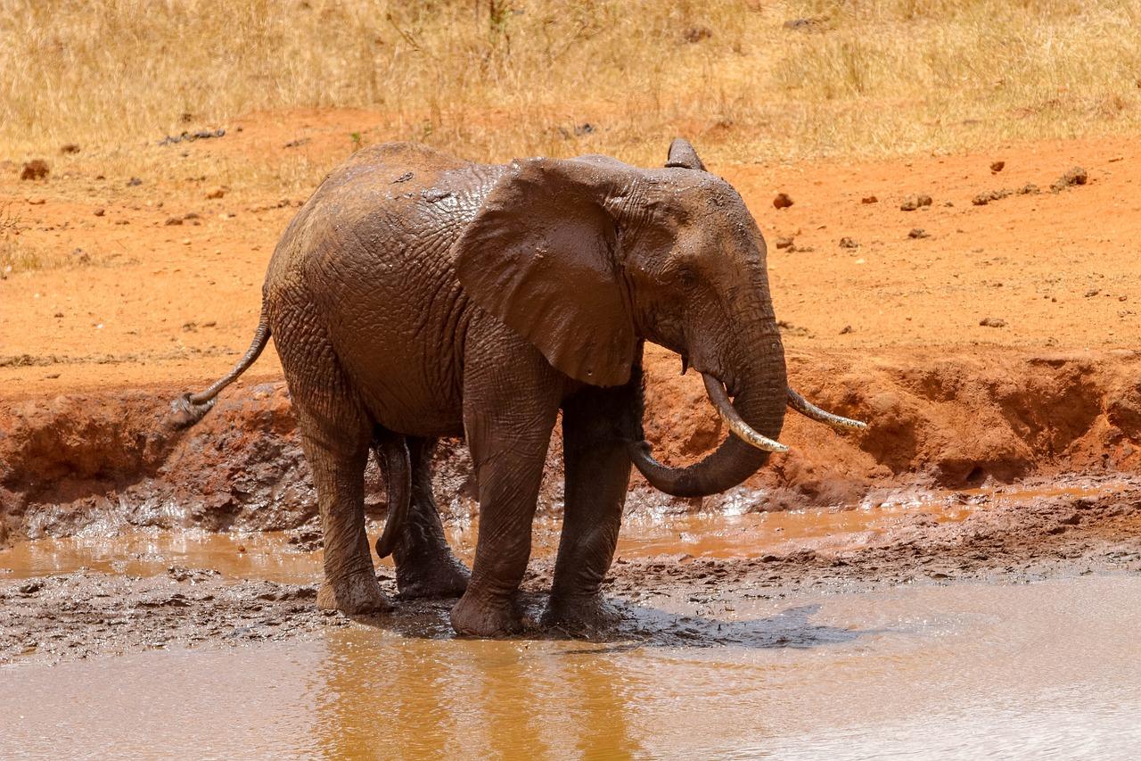 Flood affects wildlife park in Kenya: at least 7 dead, including tourists