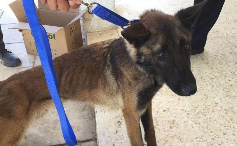 The US deployed bomb-sniffing dogs to Jordan horribly abused