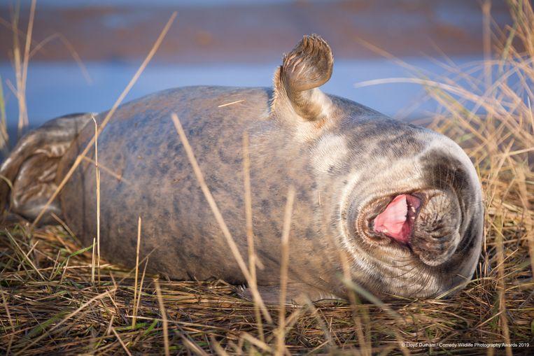 Funniest side of animals: with which nominee do you laugh the loudest?