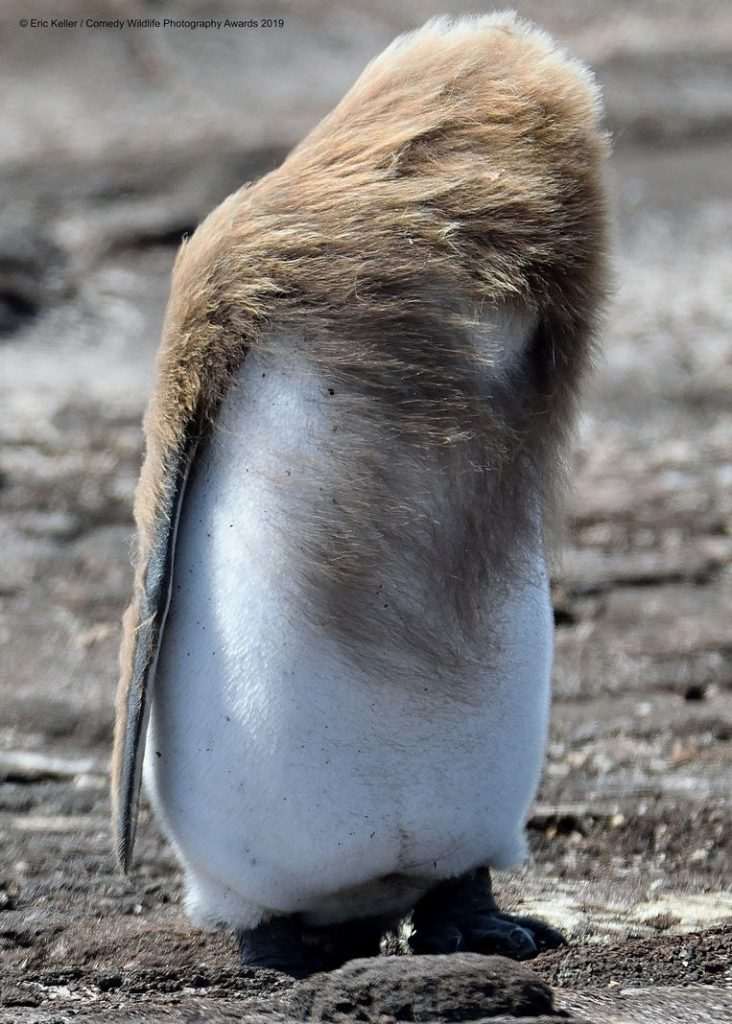 Funniest side of animals: with which nominee do you laugh the loudest?