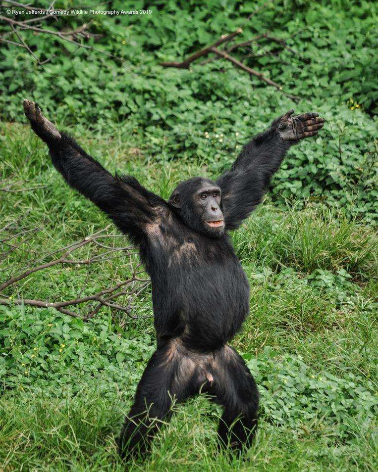 Funniest side of animals: with which nominee do you laugh the loudest?