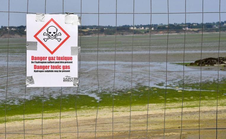 Toxic algae plague Breton beaches: “They can kill you in seconds”