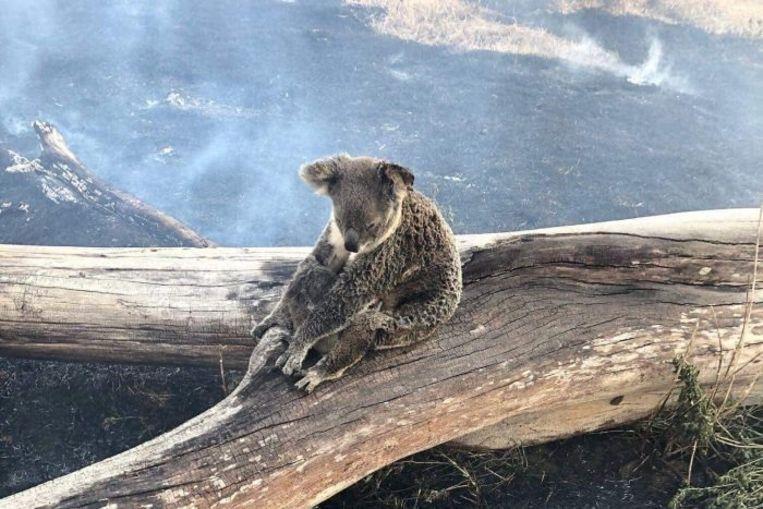 Striking image: mama koala protects her baby against the onset of forest fires