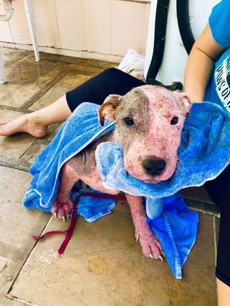 Dog was buried alive and was horribly maimed, today she is alive again