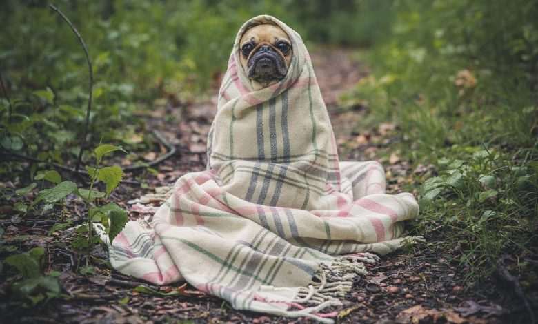 Norway under the spell of mysterious, deadly dog ​​disease