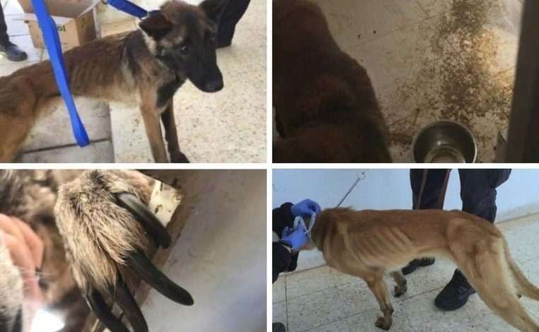 US no longer lends sniffer dogs to Egypt and Jordan