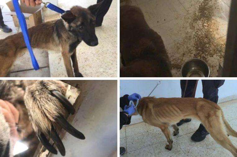 The US deployed bomb-sniffing dogs to Jordan horribly abused