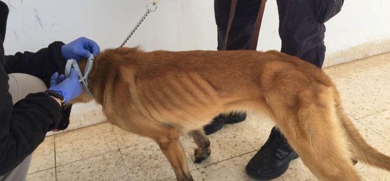 The US deployed bomb-sniffing dogs to Jordan horribly abused