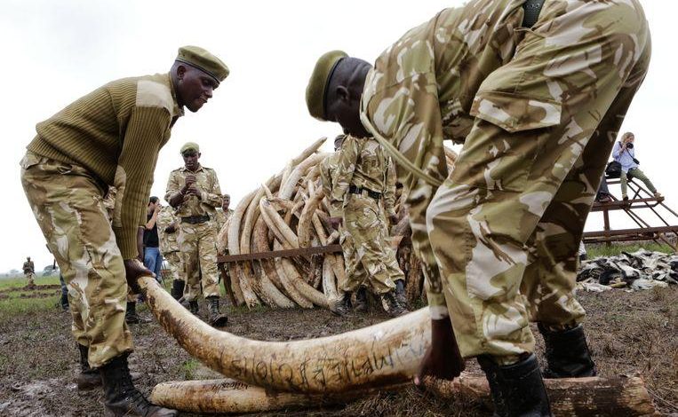 Tanzania arrests man in possession of 338 pieces of elephant tusks