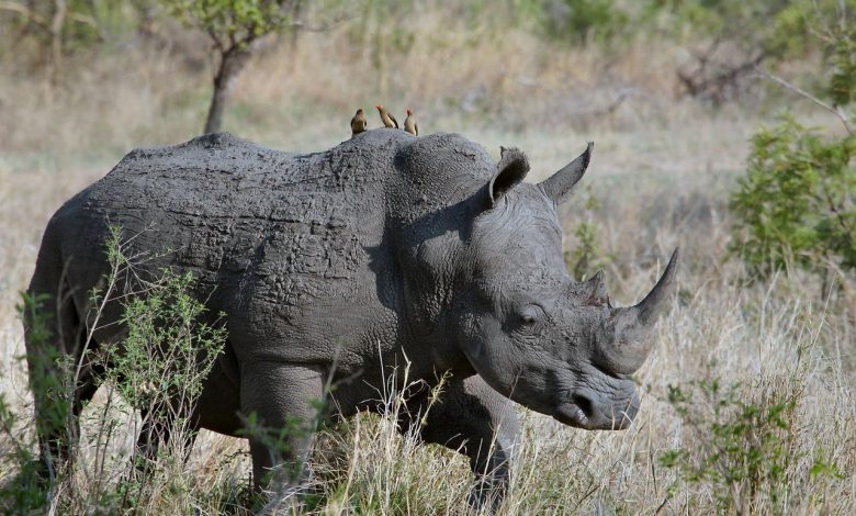 Botswana raises alarm over increased rhino poaching