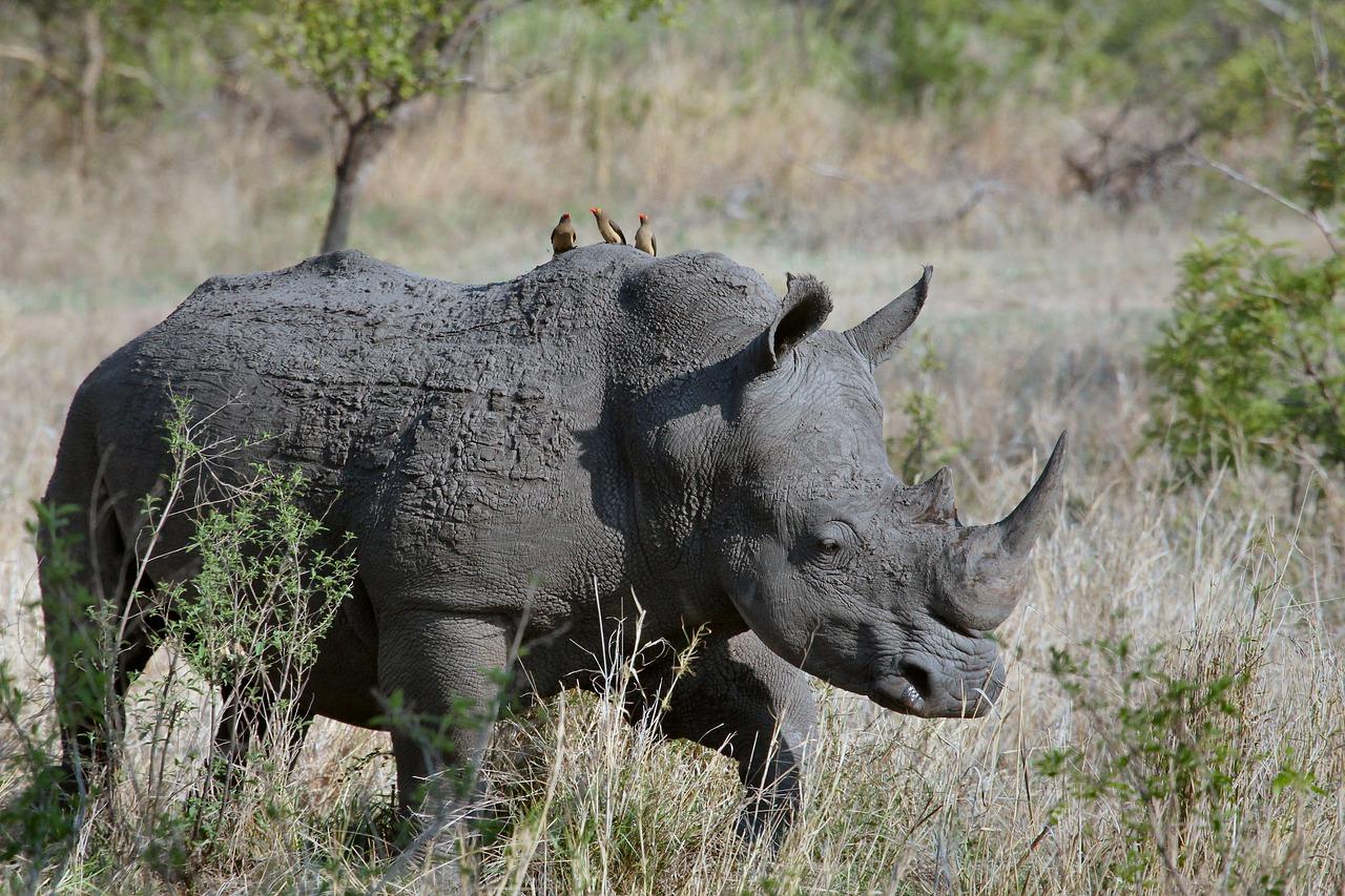 Botswana raises alarm over increased rhino poaching