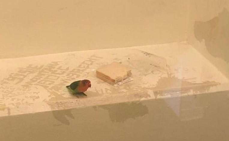 Police share photo of unusual ‘prisoner’ in Dutch cell