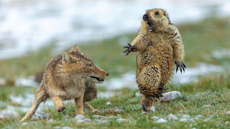 This is the best nature photo of 2019