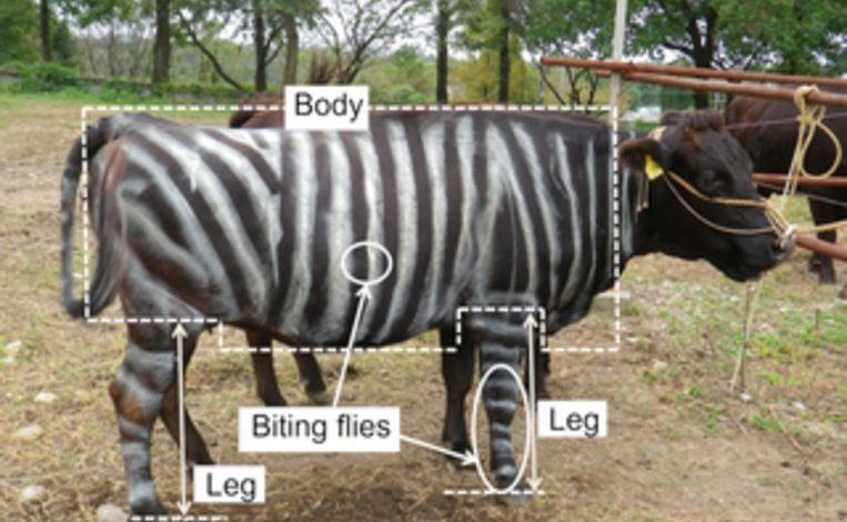 Cow with zebra stripes: funny for us, terrifying for flies