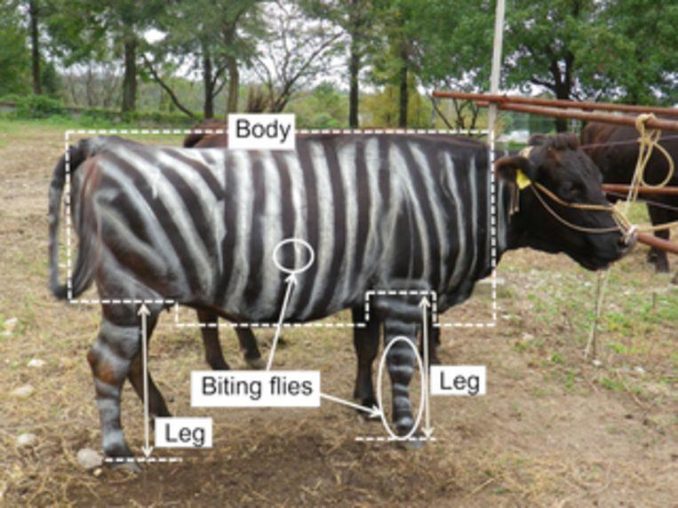 Cow with zebra stripes: funny for us, terrifying for flies