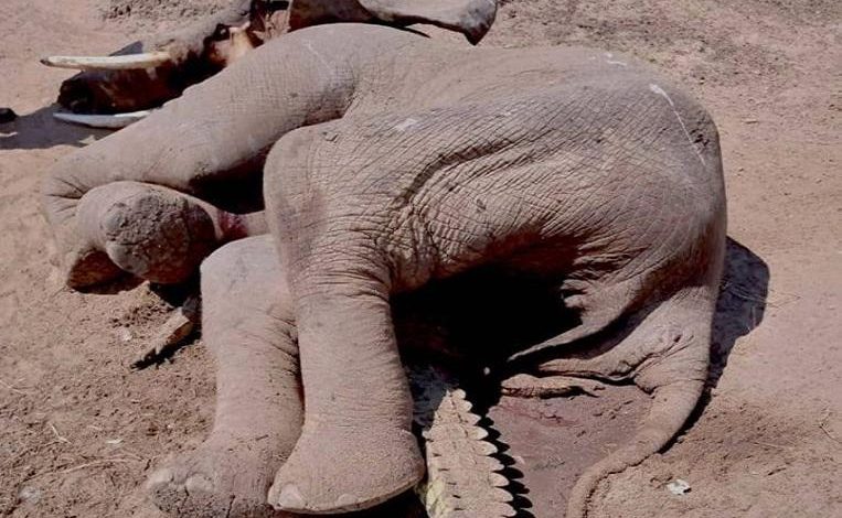 Bizarre photo of dead elephant on crushed crocodile: how did that happen?