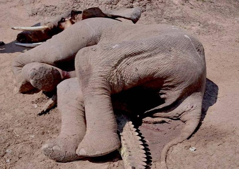 Bizarre photo of dead elephant on crushed crocodile: how did that happen?