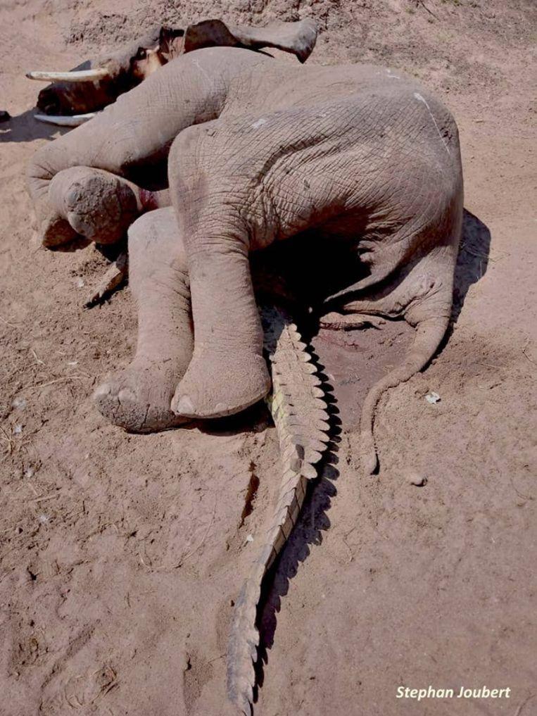 Bizarre photo of dead elephant on crushed crocodile: how did that happen? 