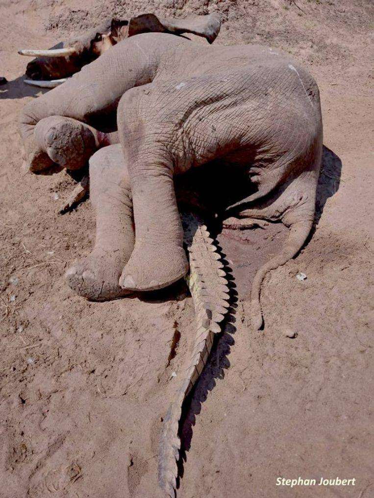 Bizarre photo of dead elephant on crushed crocodile: how did that happen?