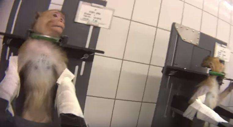 Shocking images surfaced from German lab: dogs on a meat hook