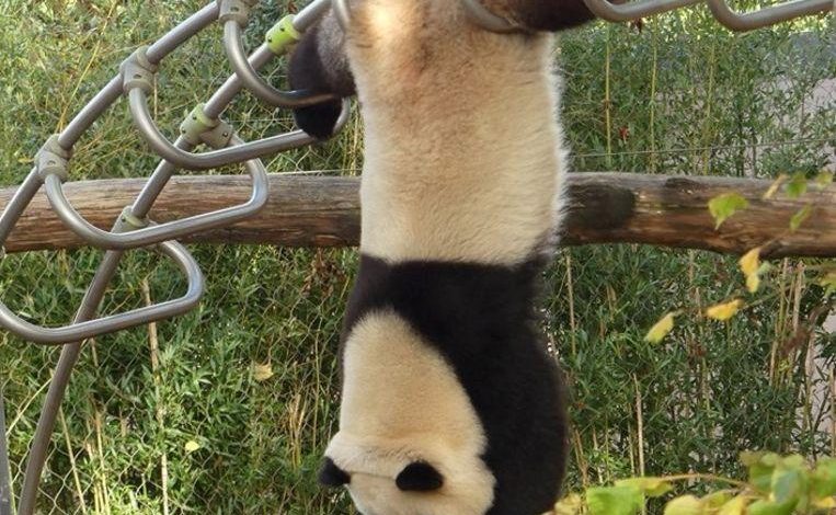 Panda Tian Bao shows acrobatic trick in Pairi Daiza