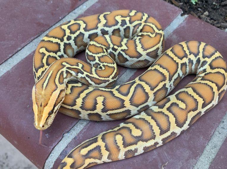 Thieves steal full duffel bag: unfortunately, there are snakes in it