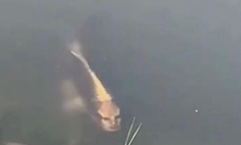 Carp with ‘human face’ spotted in Chinese lake