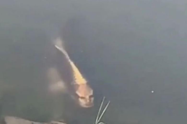 Carp with ‘human face’ spotted in Chinese lake