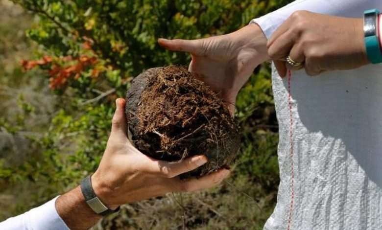 Sante! The makers put droppings of elephants in this gin: “Very tasty”