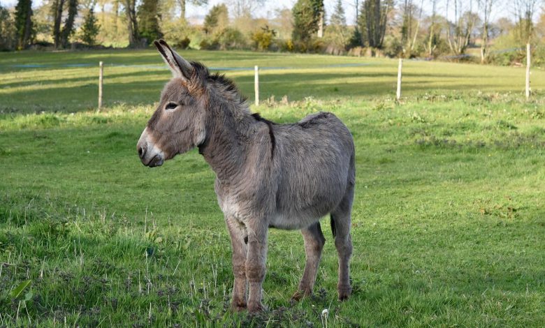 Climate activist Greta Thunberg receives donkey for transit