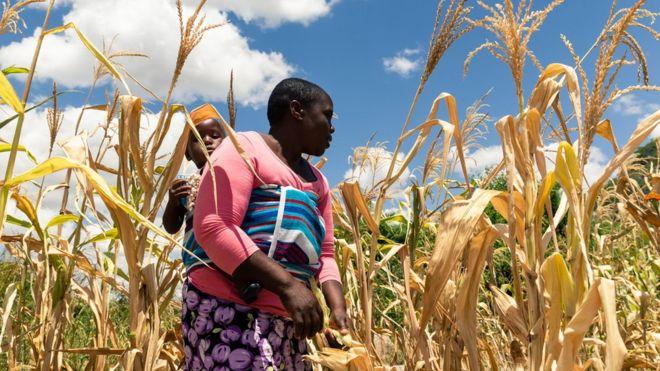 What to know on UN warns of possible famine in Zimbabwe