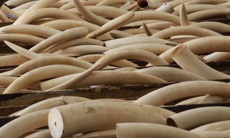 Two tons of ivory and scales from Nigeria seized in Vietnam