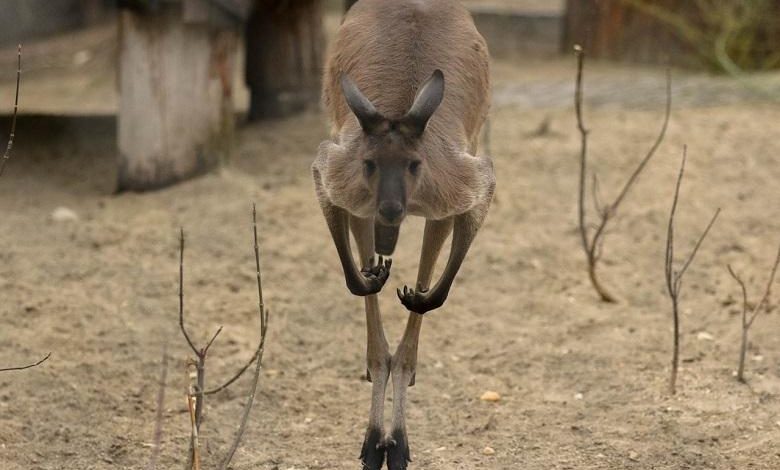 Aggressive kangaroo terrorizes Australian town