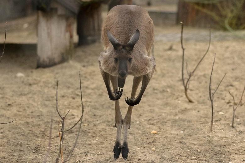 Aggressive kangaroo terrorizes Australian town