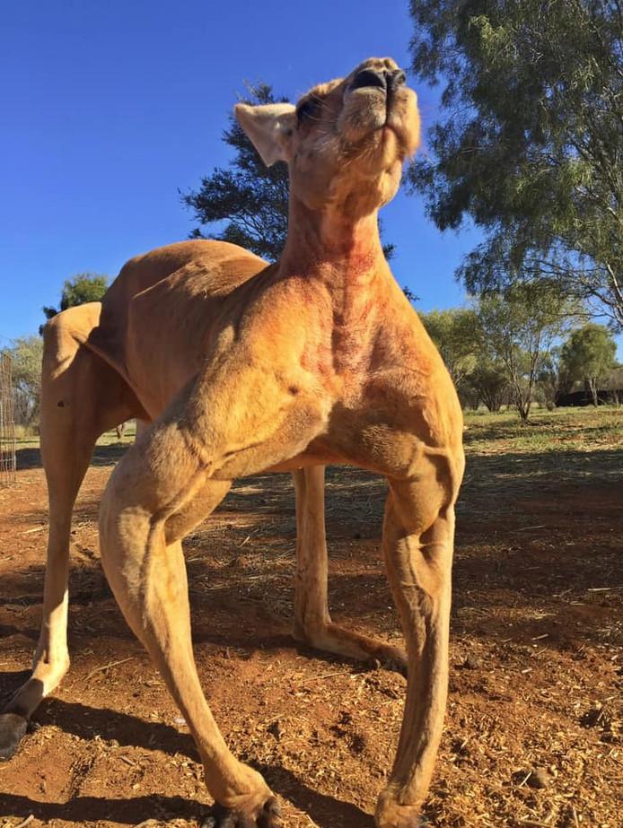 Aggressive kangaroo terrorizes Australian town