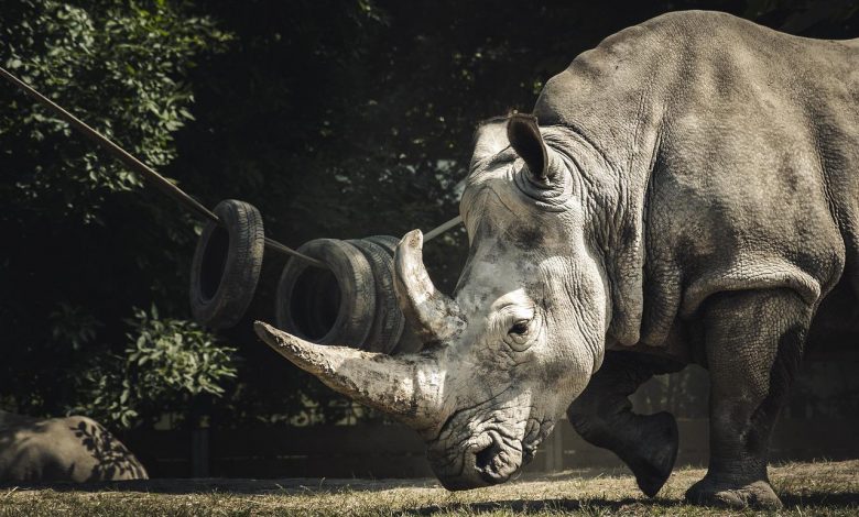 Oldest black rhino in the world died in Tanzania