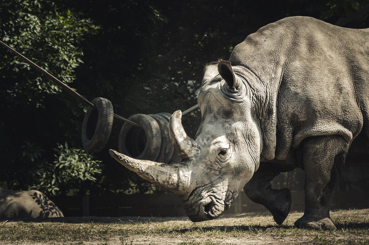 Oldest black rhino in the world died in Tanzania