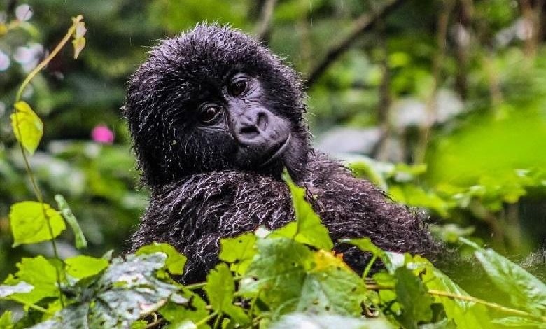 More mountain gorillas in Congo and Uganda: “save endangered species”