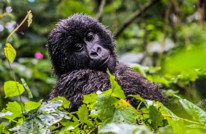 More mountain gorillas in Congo and Uganda: “save endangered species”