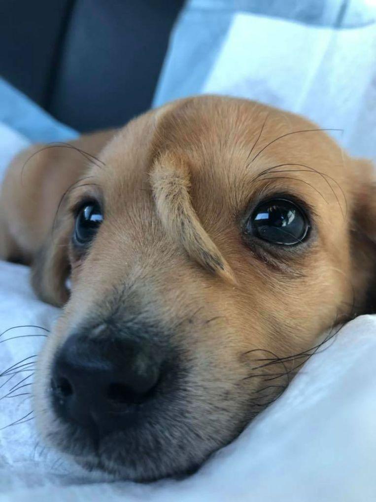 Cute puppy with ‘tail’ on forehead finds a warm home