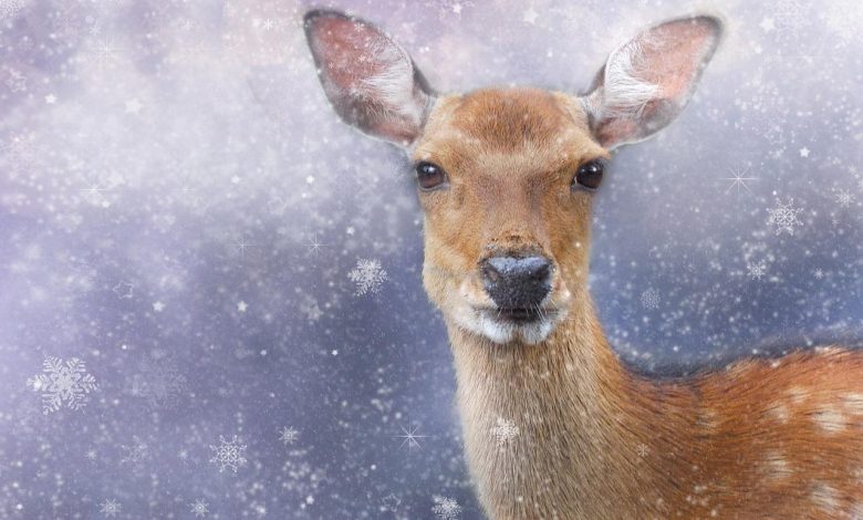 Man rescues helpless deer from a frozen lake in Canada