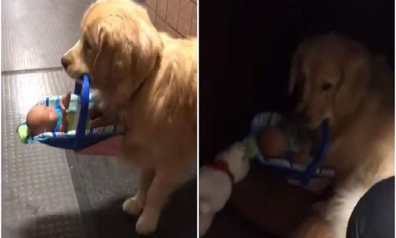 Cute: therapy dog ​​steals toys at the police station