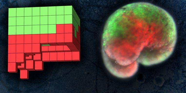 Scientists develop new life form: the ‘living robot’