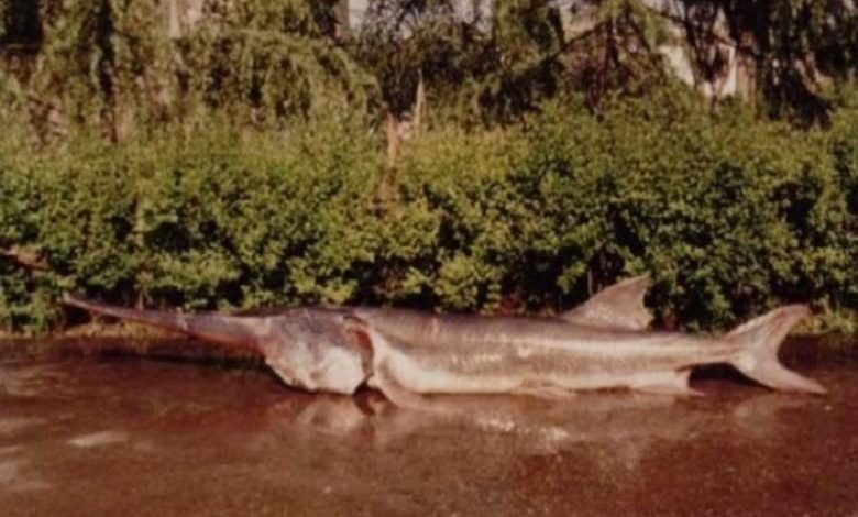 After 200 million years: one of the world’s largest fish officially extinct