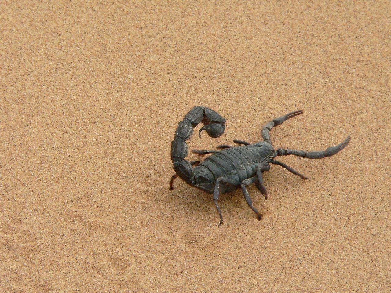 Couple finds poisonous scorpion in luggage after holiday in Namibia