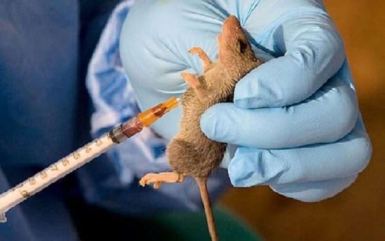 Nigeria: 76 people test positive for Lassa fever in Edo