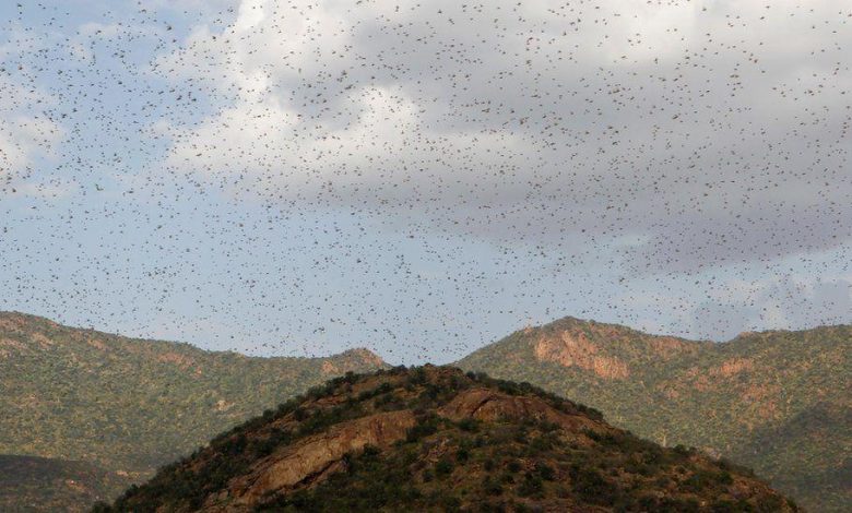 UN calls for locust assistance in East Africa